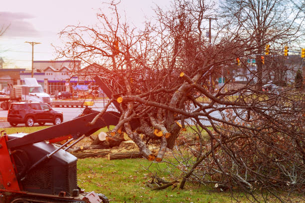 How Our Tree Care Process Works  in  North Liberty, IA